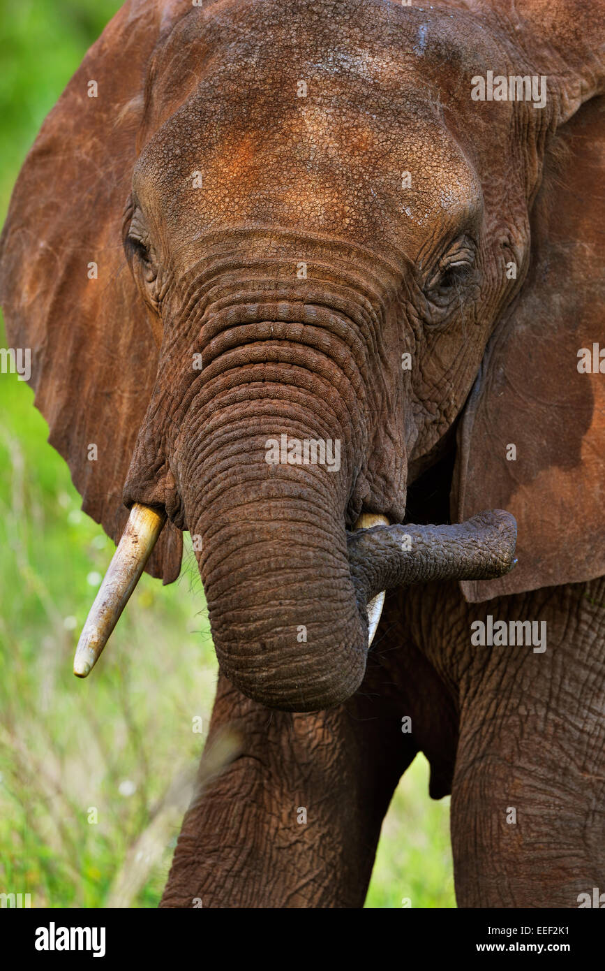 De couleur rouge, portrait de l'eléphant d'Afrique le parc national de Tsavo, Kenya Banque D'Images