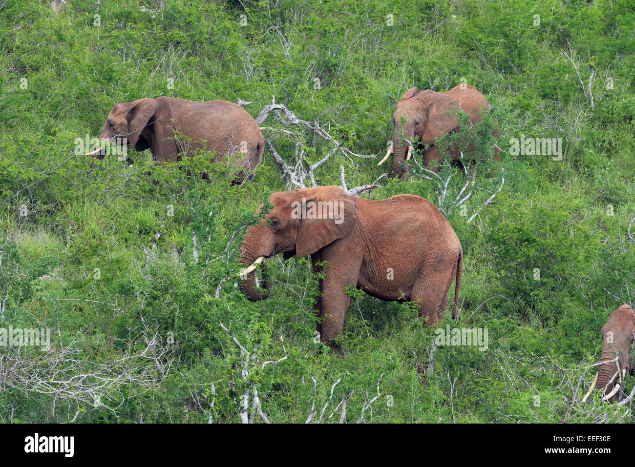 Couleur rouge l'alimentation du troupeau l'éléphant d'arbustes, le parc national de Tsavo, Kenya Banque D'Images