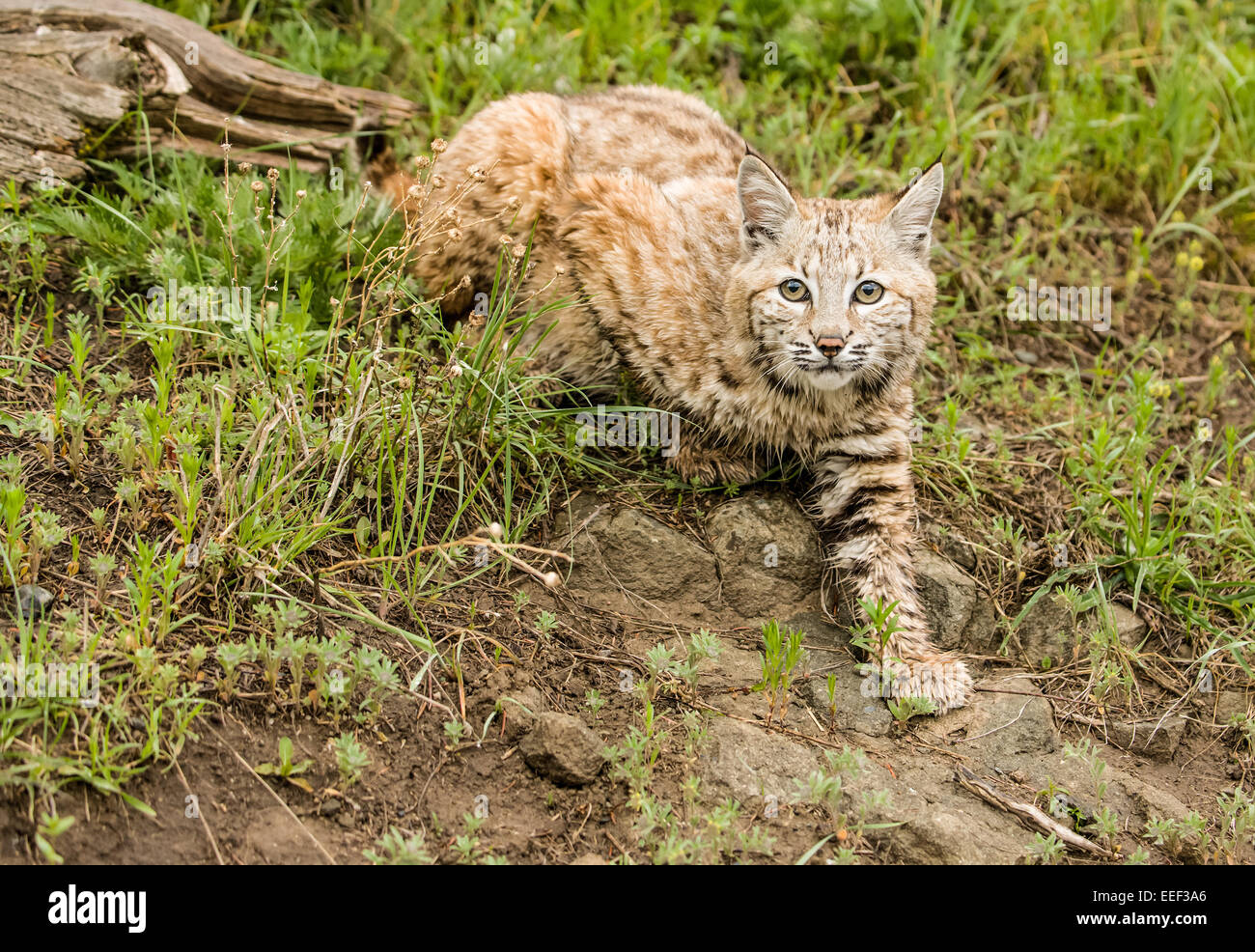 Balades Bobcat dans un pré la recherche de proies près de Bozeman, Montana, USA. Banque D'Images
