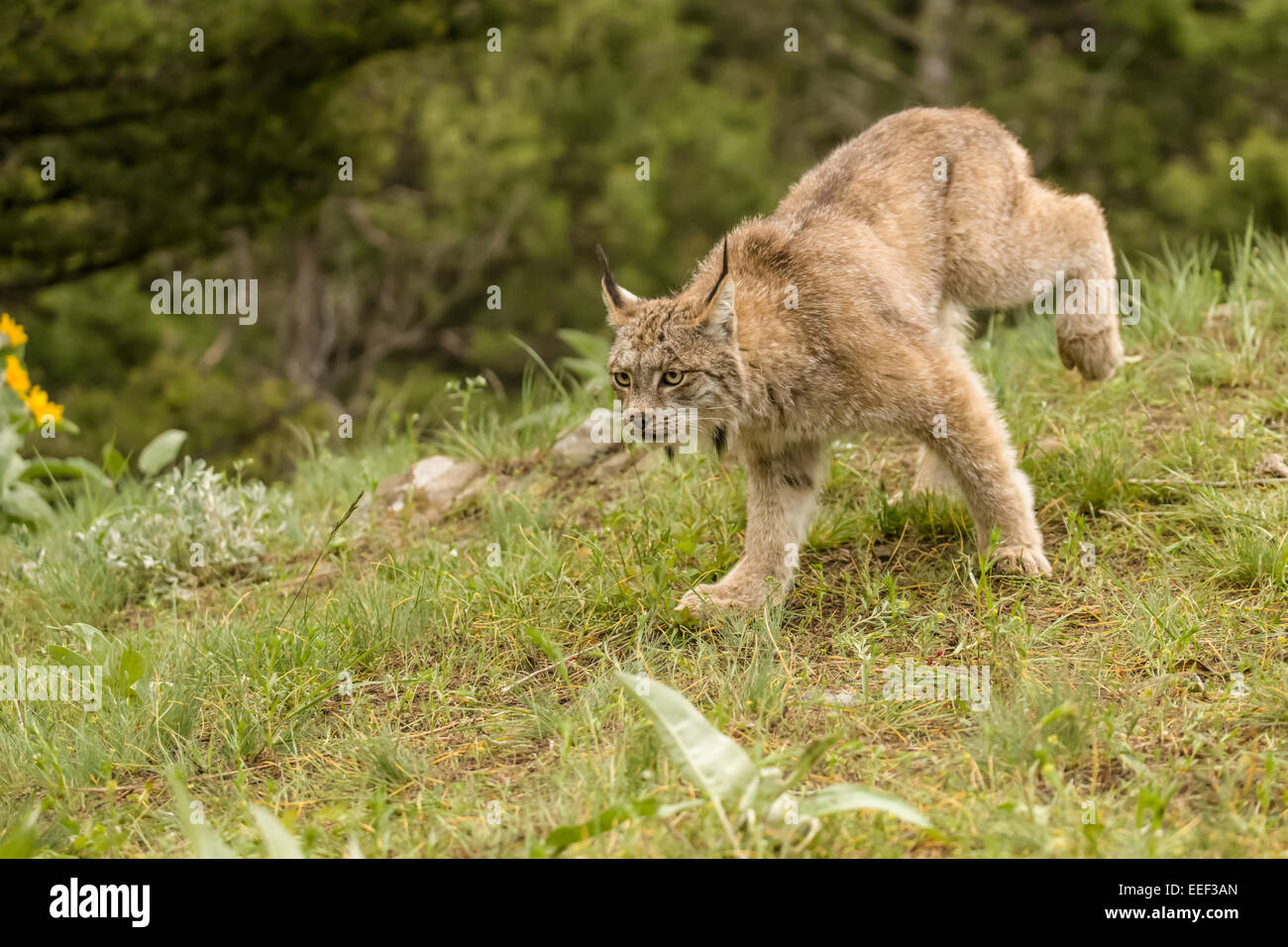 Sous-adultes Lynx du Canada la recherche de proies dans un pré près de Bozeman, Montana, USA. Banque D'Images