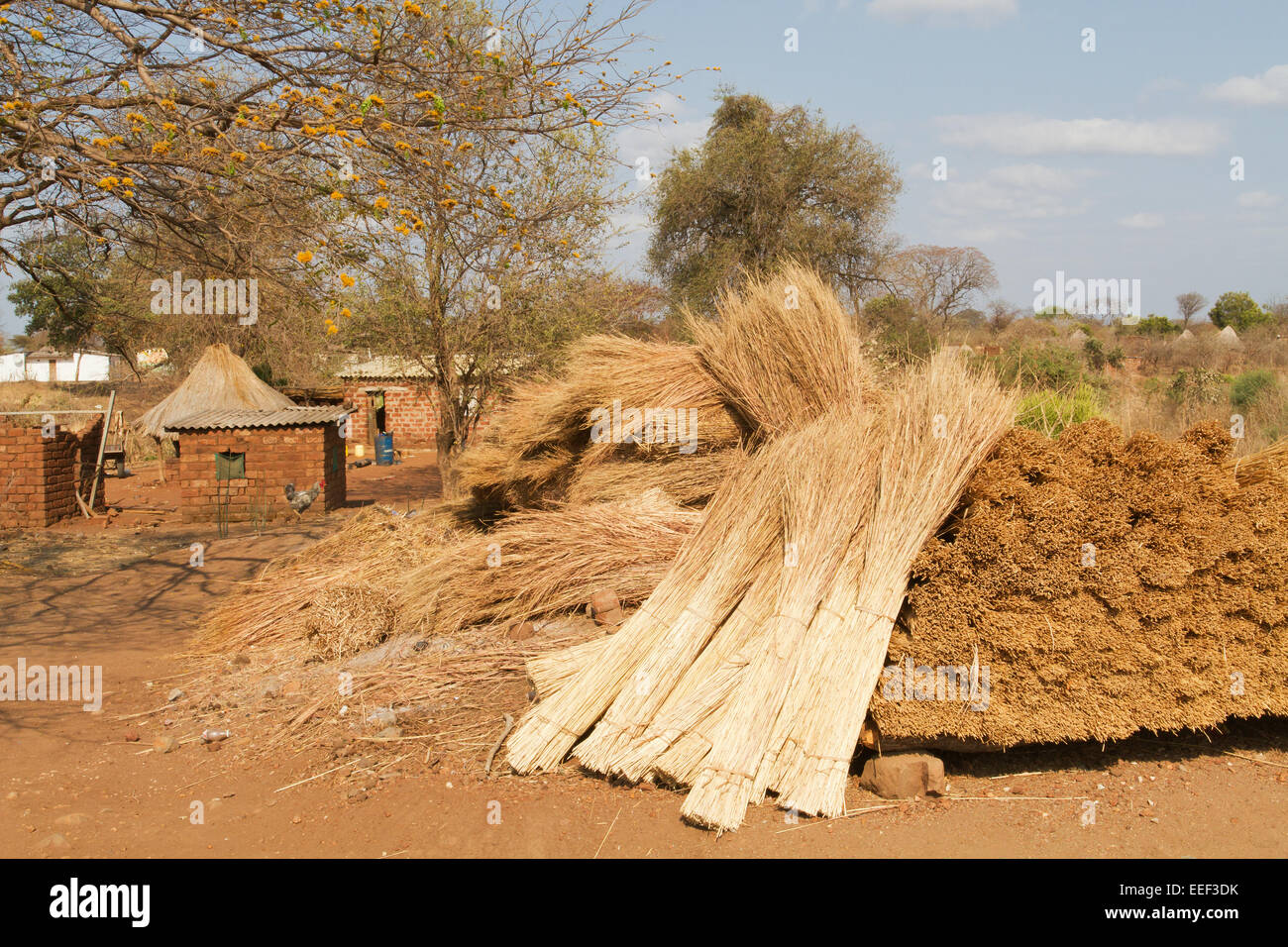 Pile de bottes de chaume pour faire un toit de chaume au Village Culturel Chiawa sur le fleuve Zambèze en Zambie, l'Afrique Banque D'Images