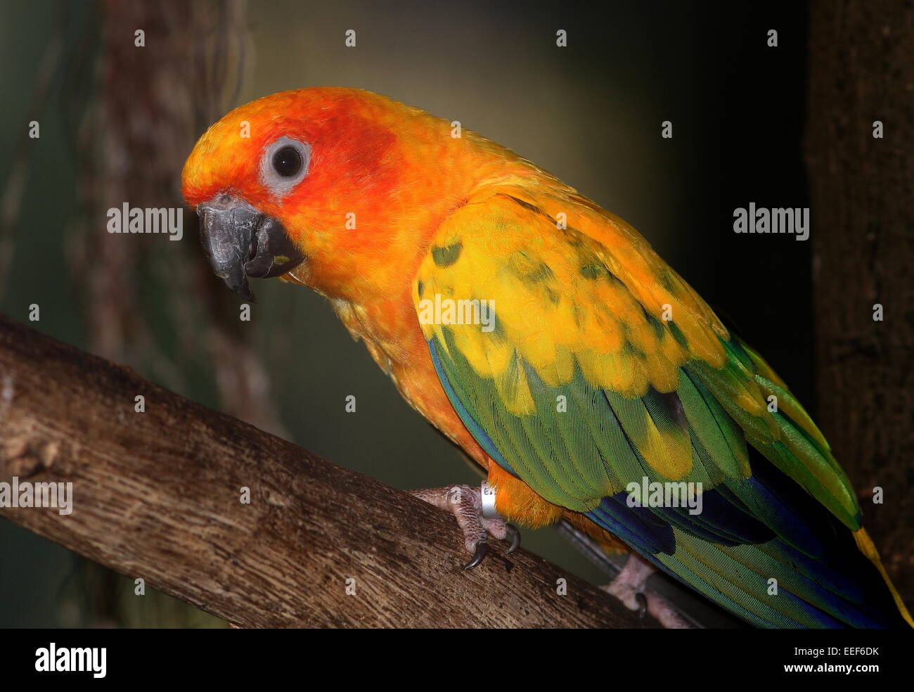 Perruche soleil sud-américain ou Sun (Conure Aratinga solstitialis) portrait, perché dans un arbre Banque D'Images