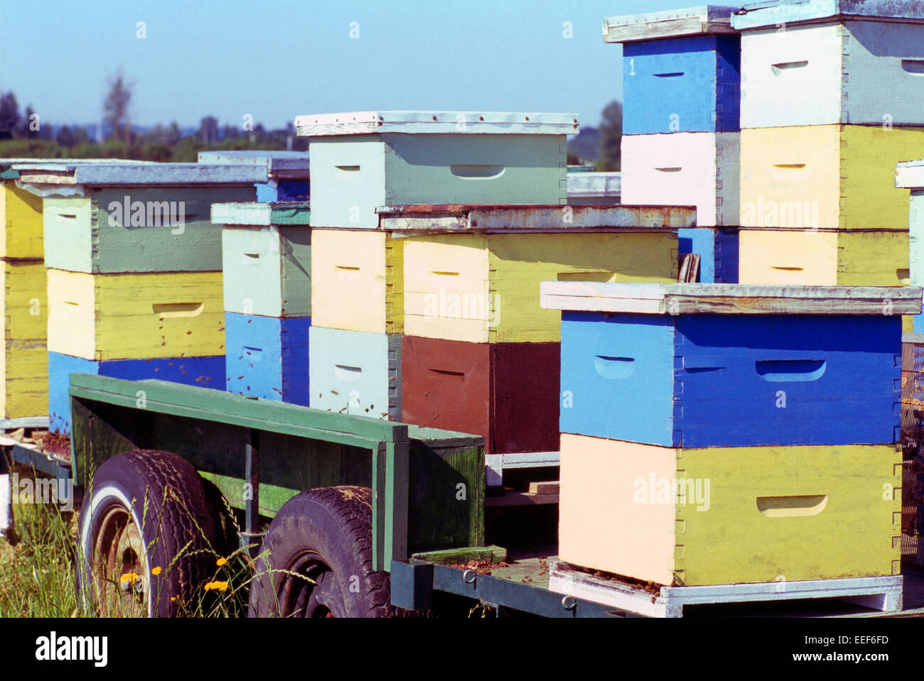 Ruches dans un champ dans la vallée du Fraser, à Pitt Meadows, BC, en Colombie-Britannique, Canada - l'apiculture dans les boîtes d'abeilles en bois Banque D'Images
