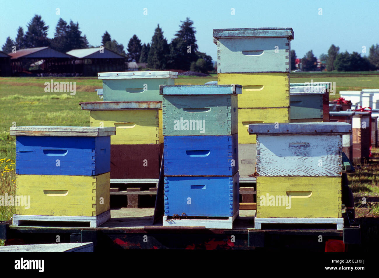Ruches dans un champ dans la vallée du Fraser, à Pitt Meadows, BC, en Colombie-Britannique, Canada - l'apiculture dans les boîtes d'abeilles en bois Banque D'Images
