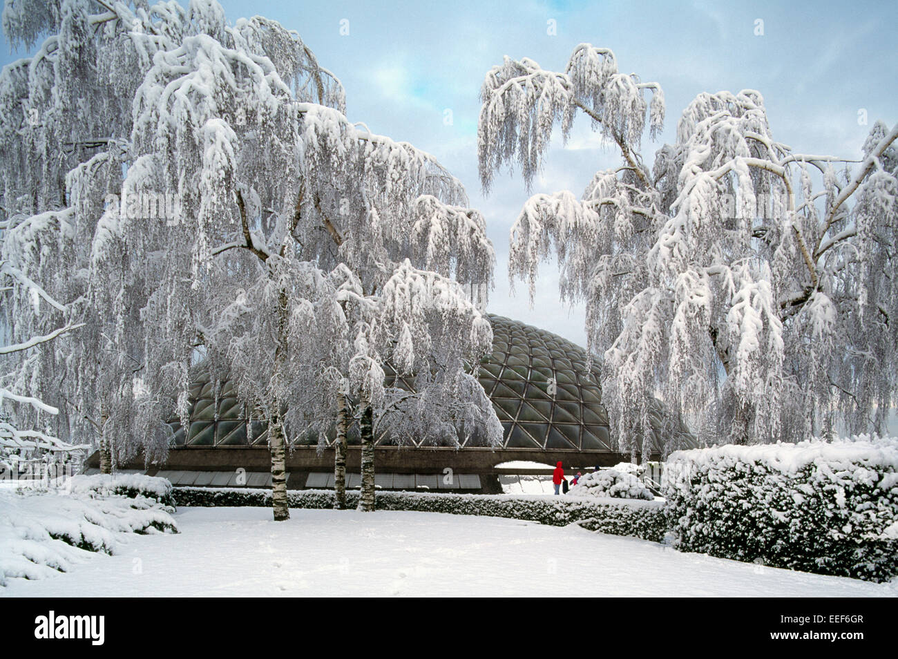 Vancouver, BC, en Colombie-Britannique, Canada - Bloedel Conservatory Floral dans le parc Queen Elizabeth, Winter Wonderland, Snowy Trees Banque D'Images