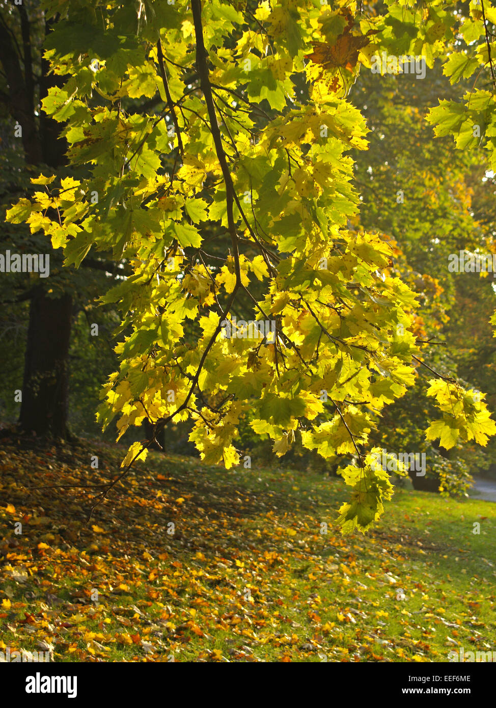 Baum, Baeume, Herbst, Herbstlaub, Blaetter, peinture, Gelb, Gruen, Jahreszeiten, Natur, Landschaft, Stimmung, Ruhe, Stille, à l'unité Banque D'Images