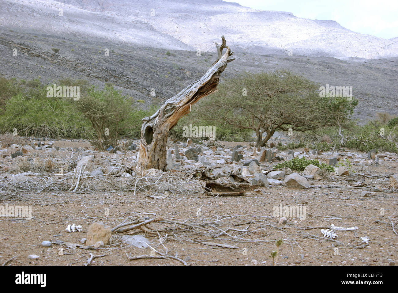 Sultanat Oman Reisen Landschaft Baumstumpf Wadi Tanuf Nahe Jebel Akhdar Arabische Halbinsel Naher Osten Sultanat Tourismus Geogr Banque D'Images