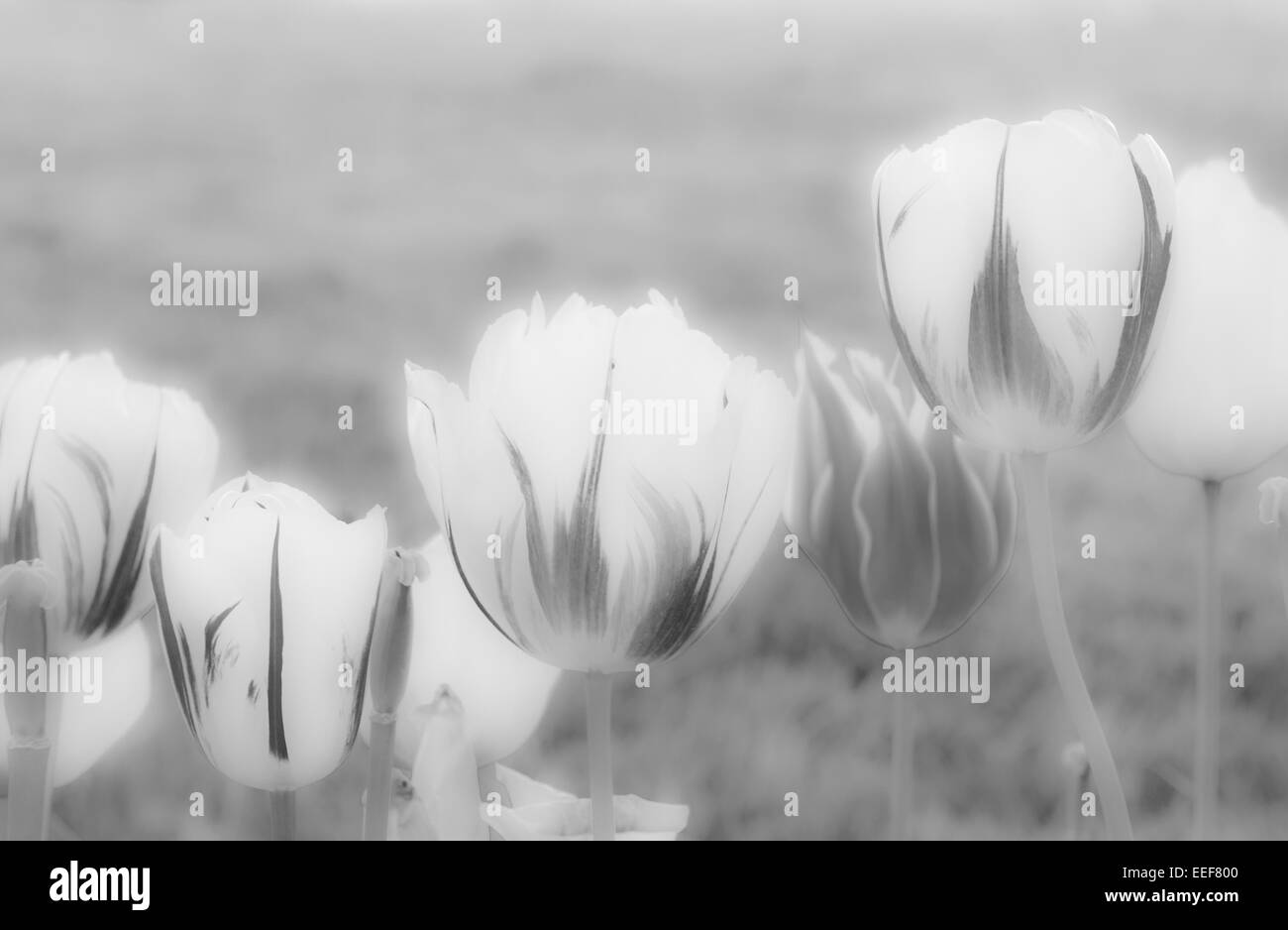 Image en noir et blanc de spectaculaire red, white et tulipes jaunes Banque D'Images