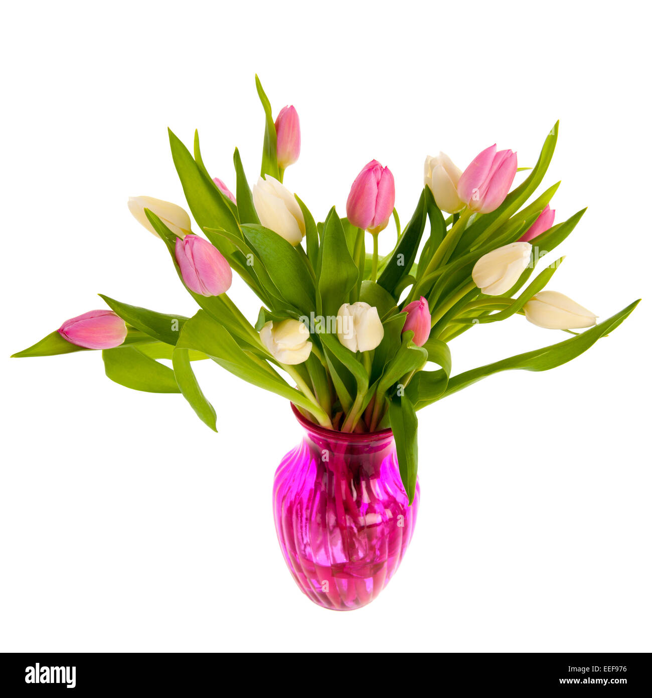 Tulipes roses et blanches en verre vase isolé sur fond blanc Banque D'Images