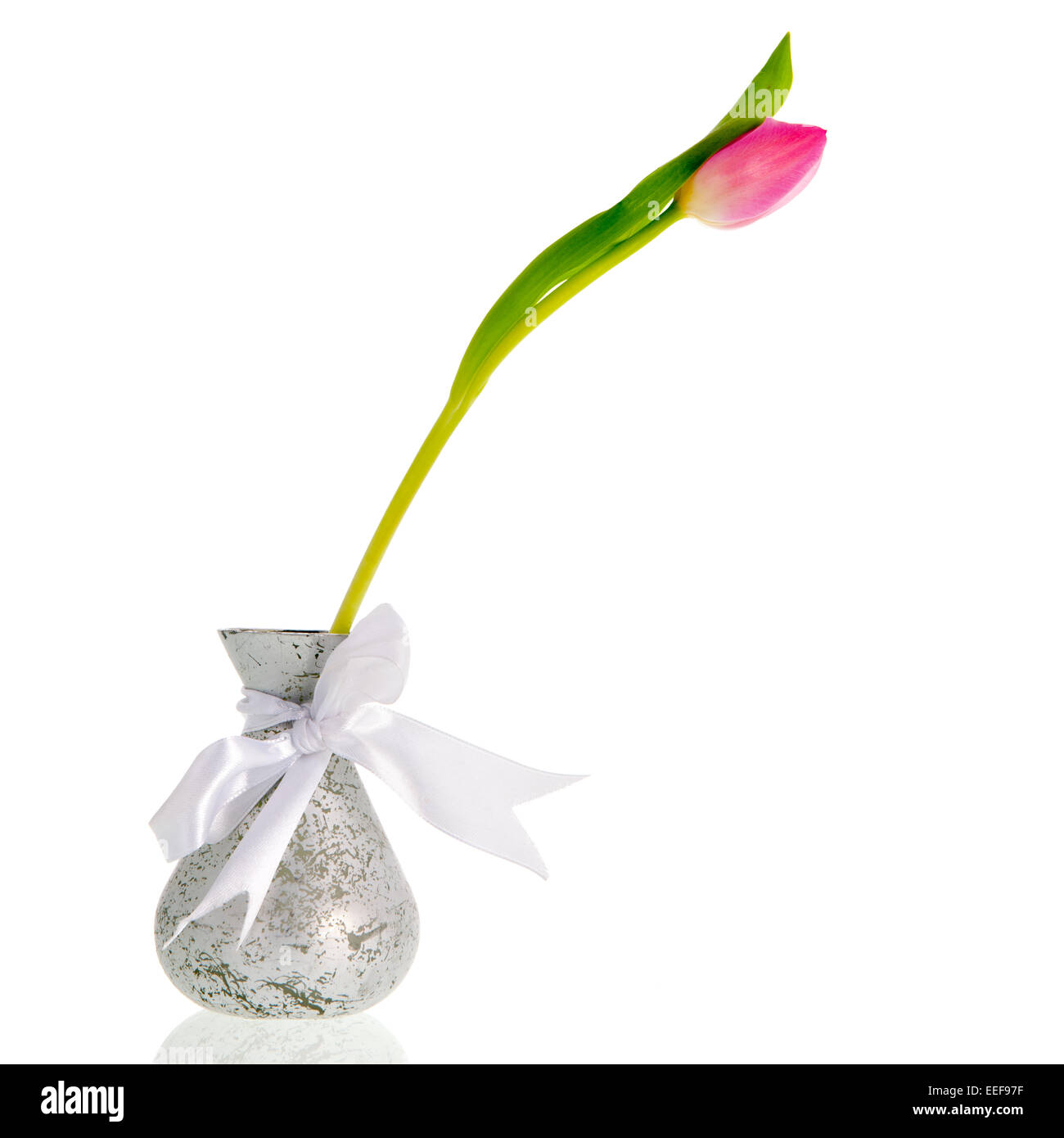 Tulip unique en argent vase isolé sur fond blanc Banque D'Images