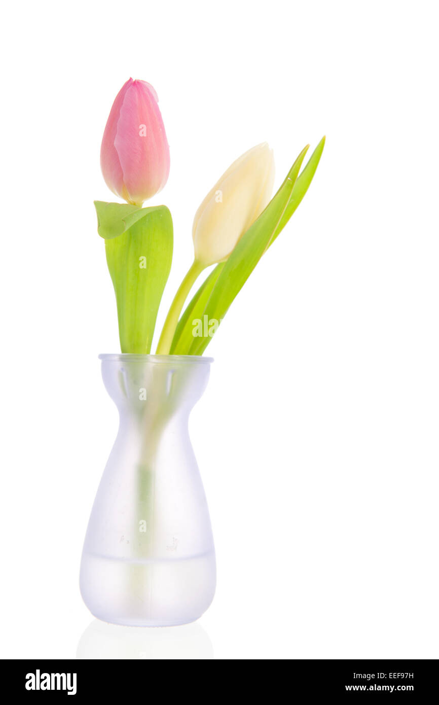 Tulipes roses et blanches dans peu de vase isolé sur fond blanc Banque D'Images