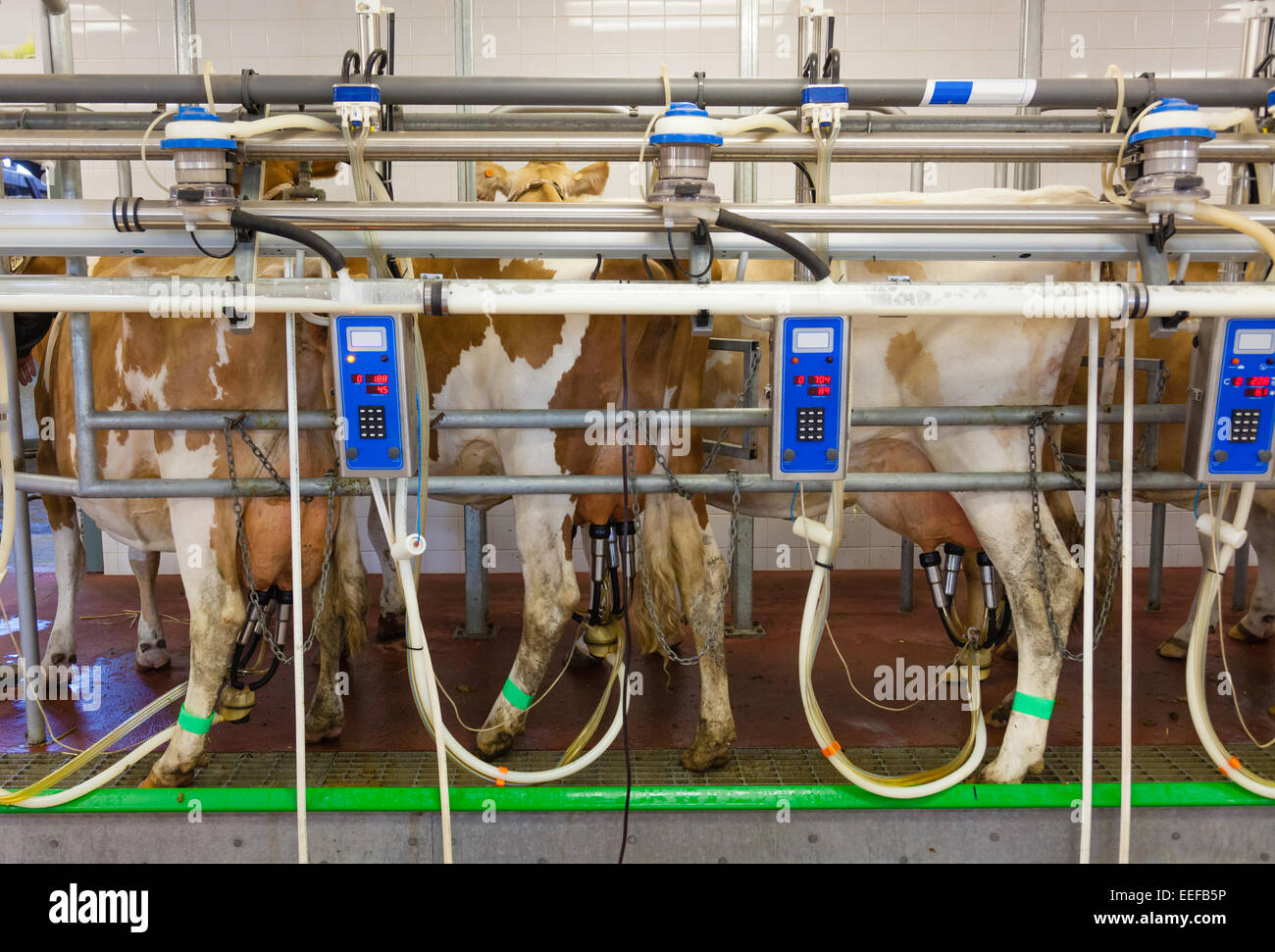La vache à traire installation dans une ferme moderne Banque D'Images La vache à traire installation dans une ferme moderne Banque D'Images