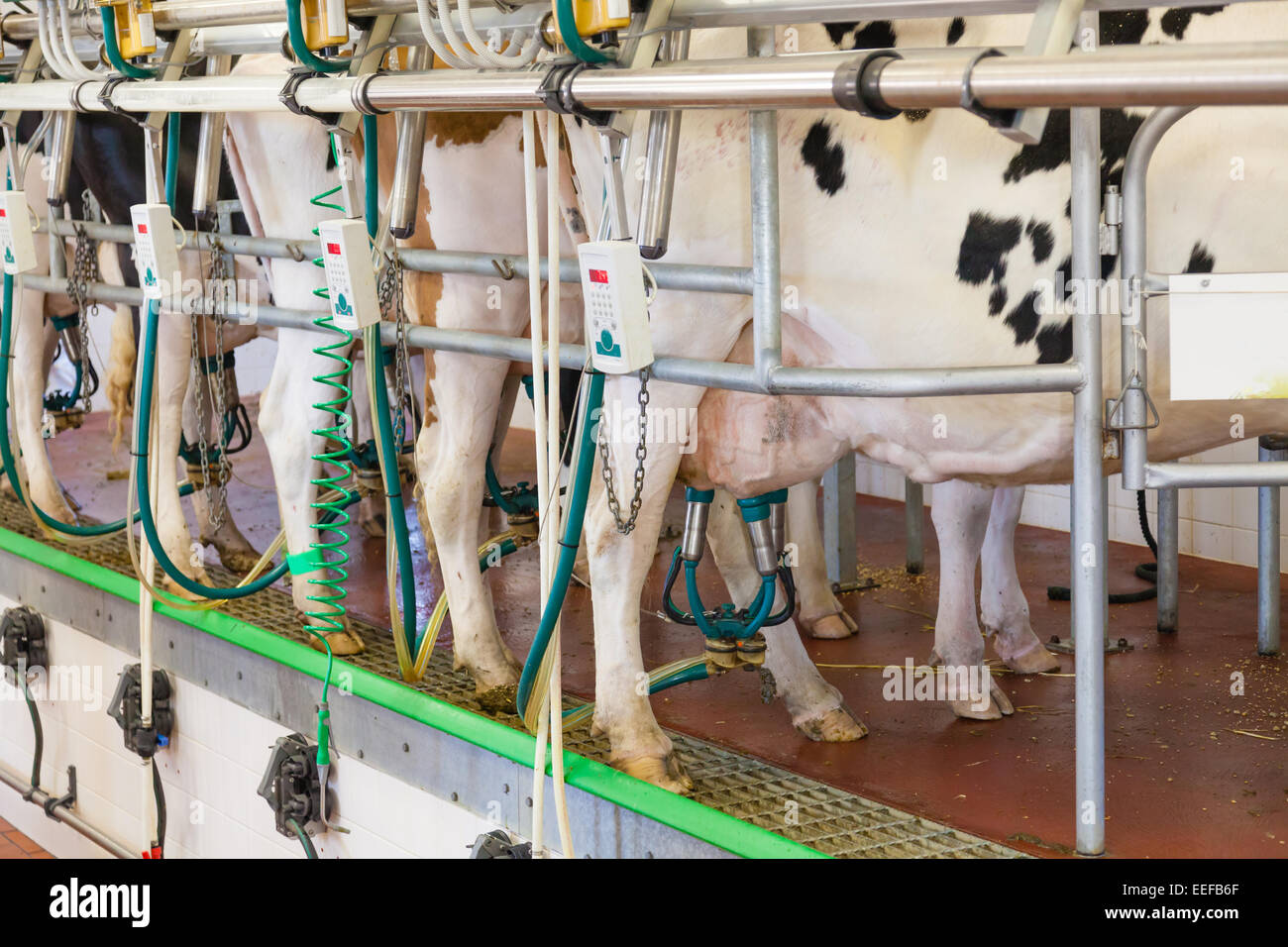 La vache à traire installation dans une ferme moderne Banque D'Images La vache à traire installation dans une ferme moderne Banque D'Images