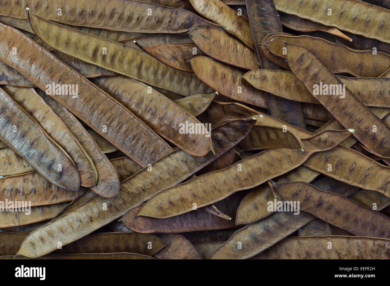 Nature fond de Leucaena leucocephala, Cheval pod tamarin Banque D'Images