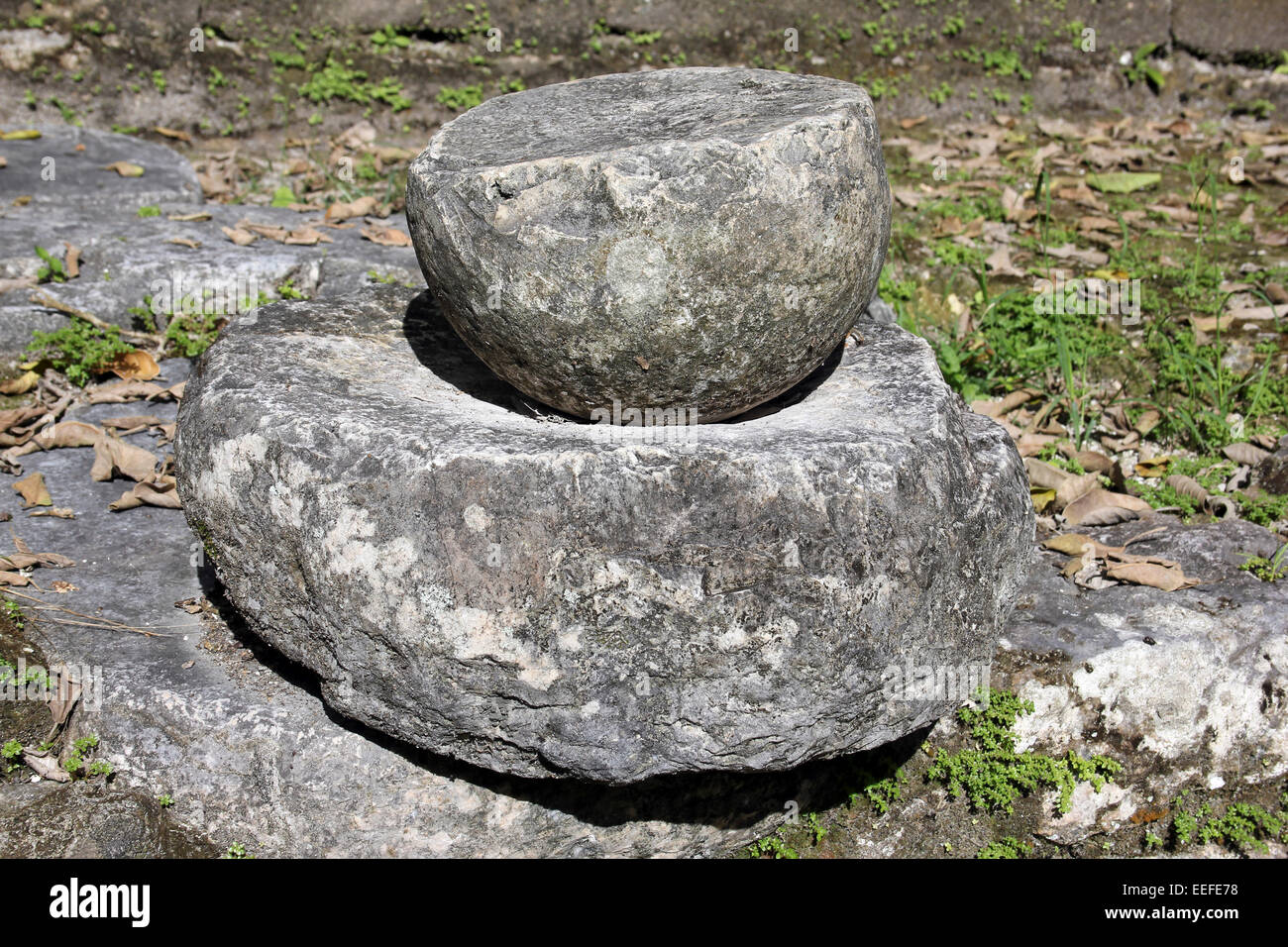 Meule en pierre au site archéologique maya de Lamanai, Belize Banque D'Images