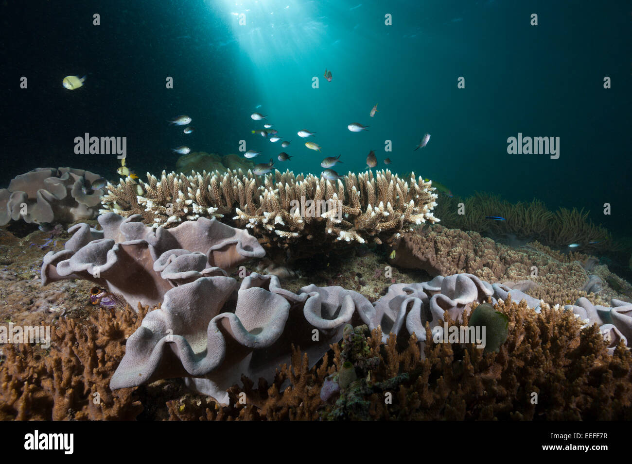 Corail mou de champignons en corail, Sarcophyton sp., Triton Bay, en Papouasie occidentale, en Indonésie Banque D'Images