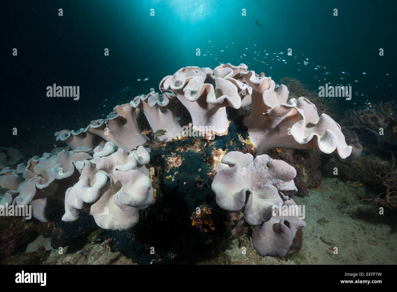 Corail mou de champignons en corail, Sarcophyton sp., Triton Bay, en Papouasie occidentale, en Indonésie Banque D'Images