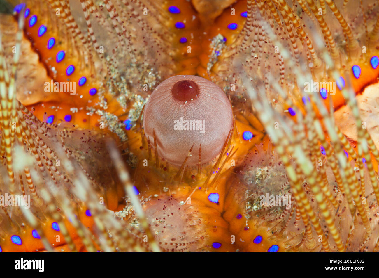 Détail de l'Oursin de Feu, Asthenosoma varium, Ambon, Moluques, Indonésie Banque D'Images