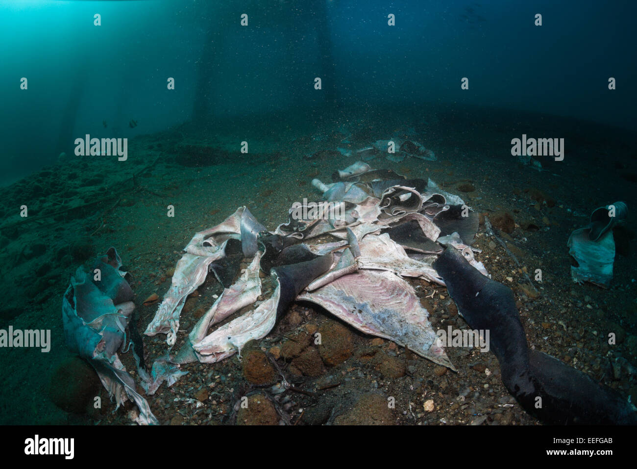 Peau de poisson sous une jetée, Ambon, Moluques, Indonésie Banque D'Images