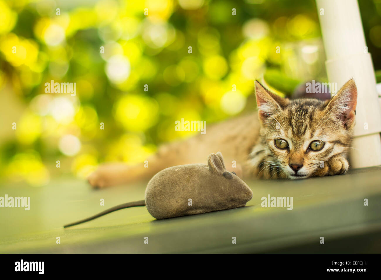 Un chaton de regarder un fake de la souris. Banque D'Images