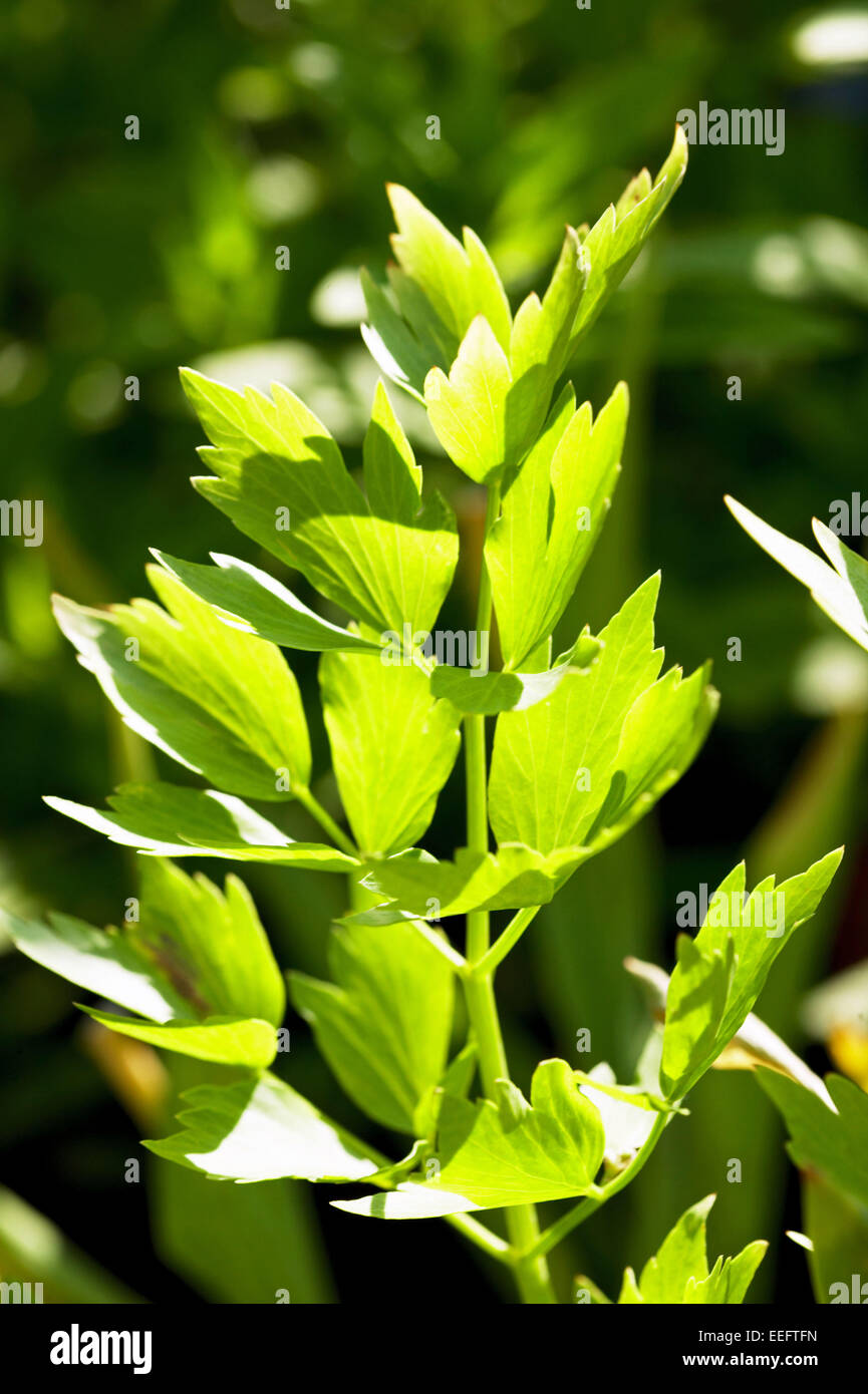 Levisticum Officinale Pflanze Liebstoeckel Kuechenkraut Kuechenkraeuter Gewuerz Natur Kraeuter Gewuerze Kuechengewuerz Gewuerzpf Banque D'Images