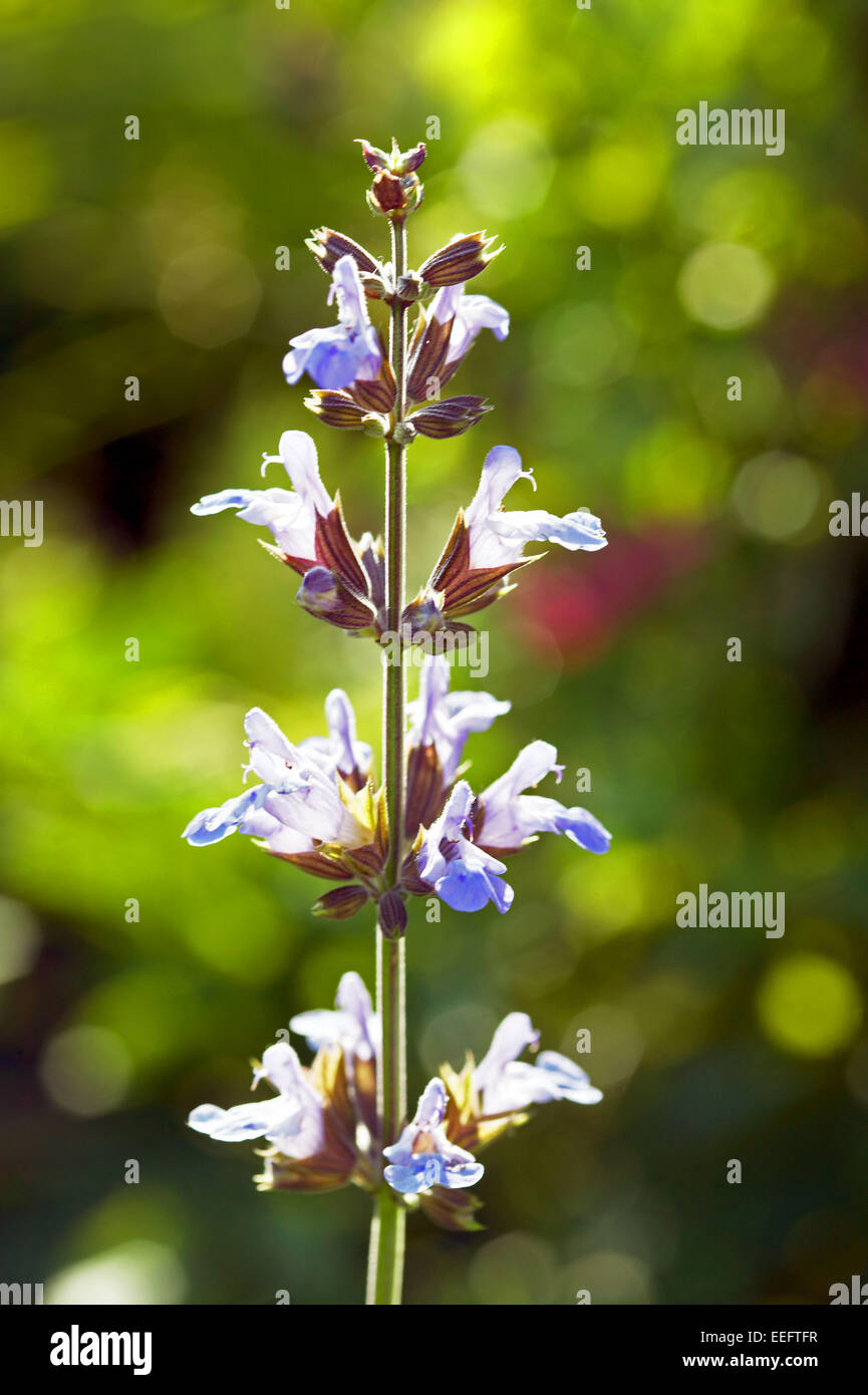 Salvia officinalis Salbei Kraeuter Kuechenkraeuter Gewuerz Blueten Gewuerze Gewuerzkraut Kuechengewuerz Lippenbluetler Pflanze H Banque D'Images