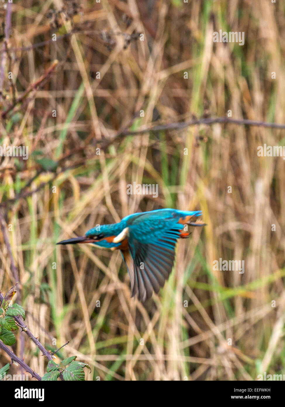 [Kingfisher Alcedo atthis] en plein vol, isolé contre un arrière-plan de nettoyage d'hiver Banque D'Images