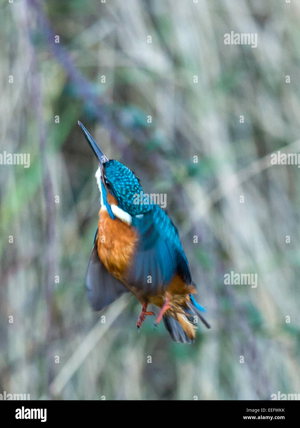 [Kingfisher Alcedo atthis] prend son envol à partir de sa perche sur un affleurement rocheux moussus Banque D'Images