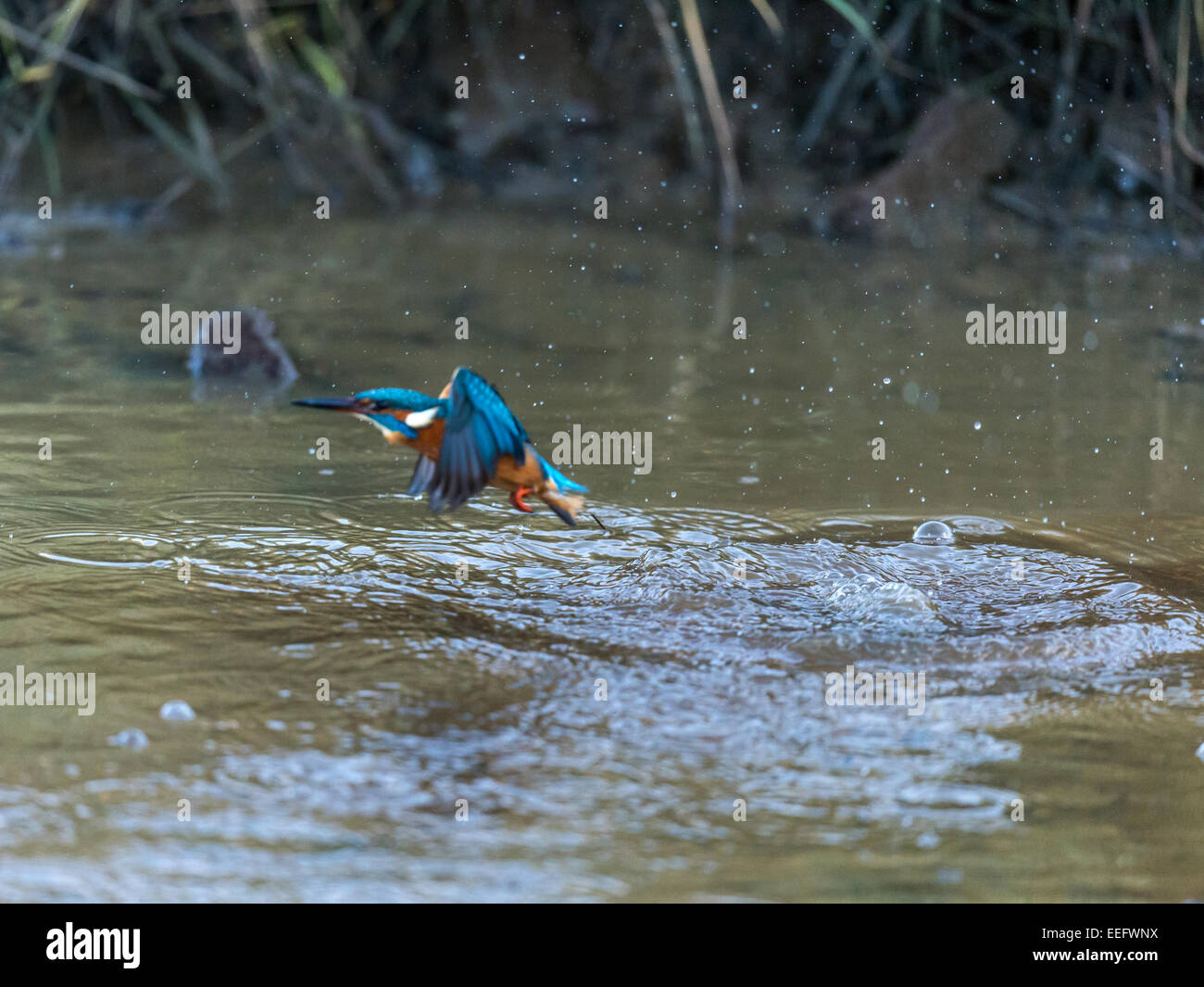 [Kingfisher Alcedo atthis] prend son envol au-dessus de l'eau peu profonde de la rivière Banque D'Images