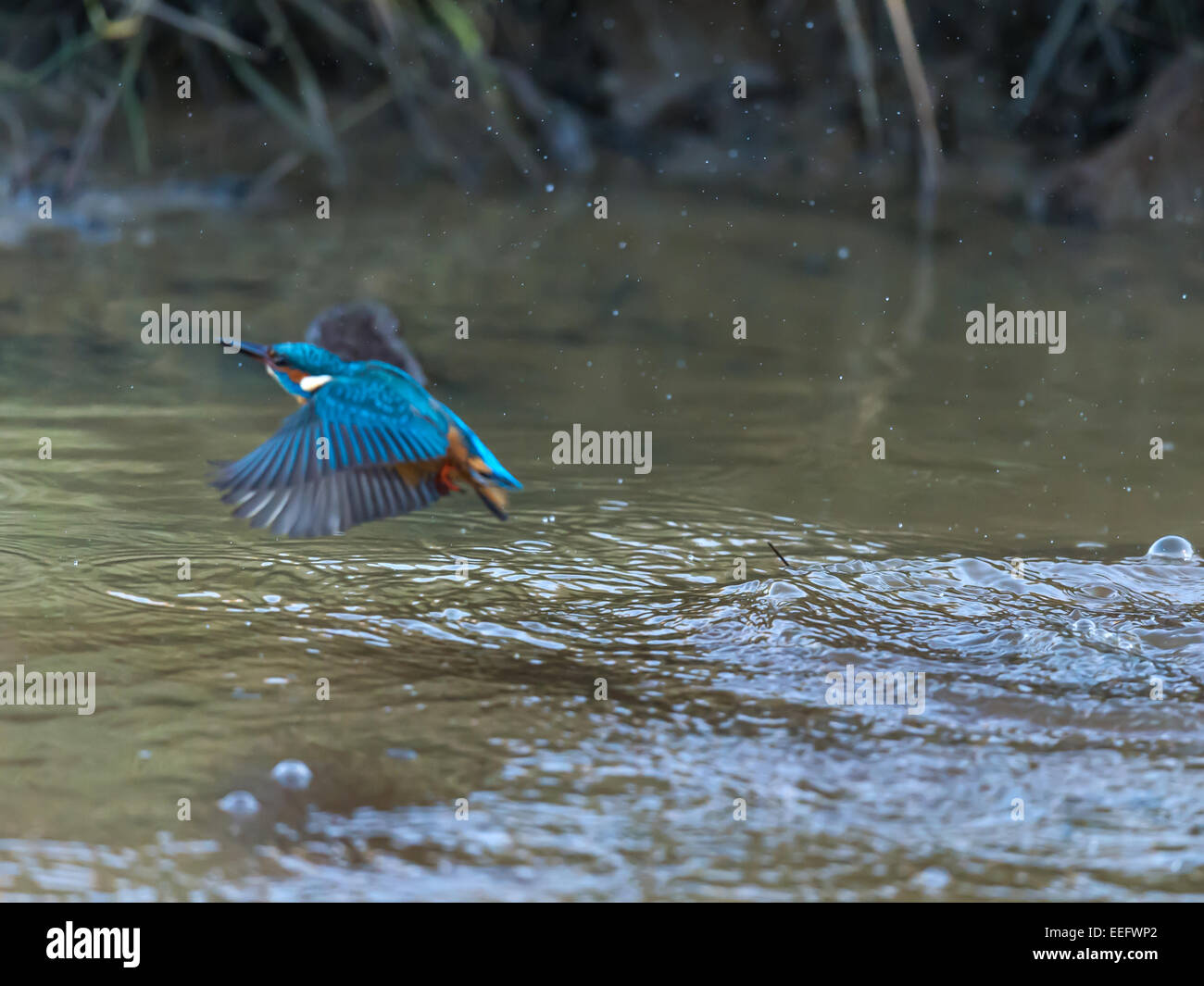[Kingfisher Alcedo atthis] prend son envol au-dessus de l'eau peu profonde de la rivière Banque D'Images