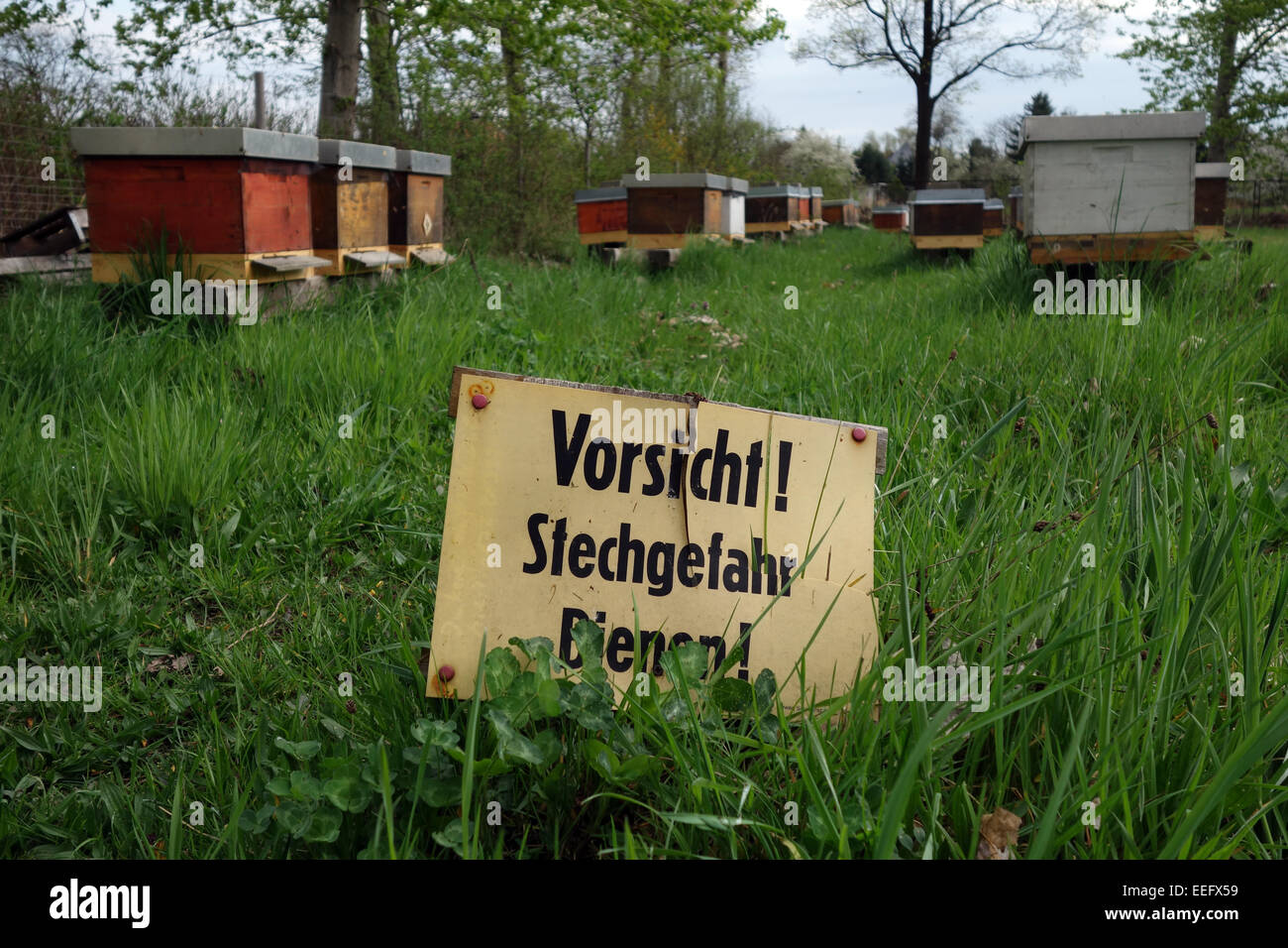 Berlin, Allemagne, les abeilles du miel sur un nid Banque D'Images