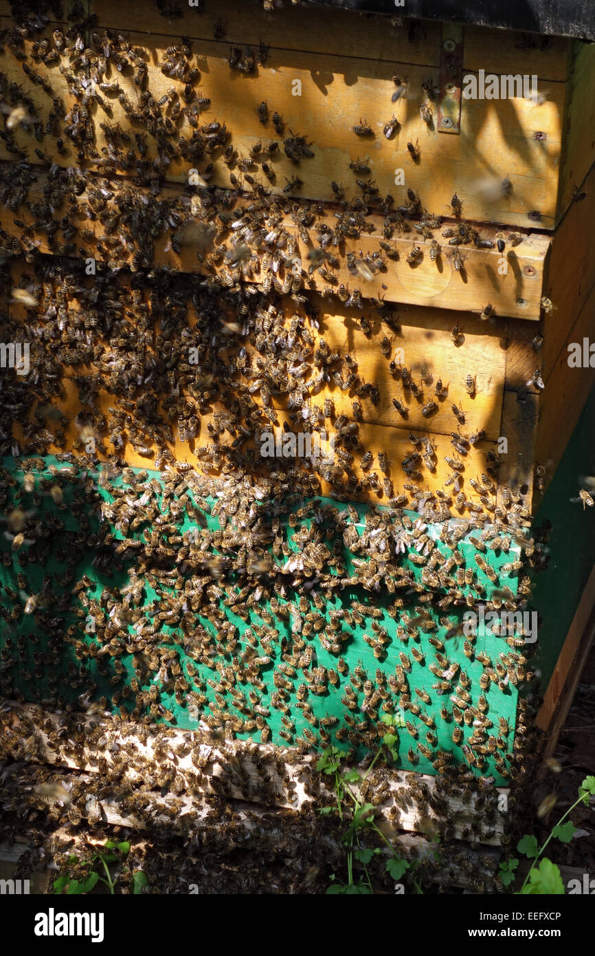 Berlin, Allemagne, sterzeln les abeilles à l'entrée de l'orifice d'un essaim catcher fort Banque D'Images