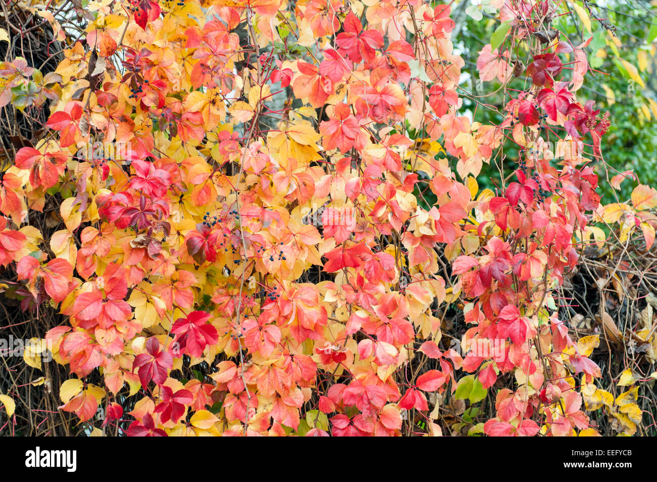 Feuilles de lierre en automne, le mont Pelion, Grèce centrale Banque D'Images