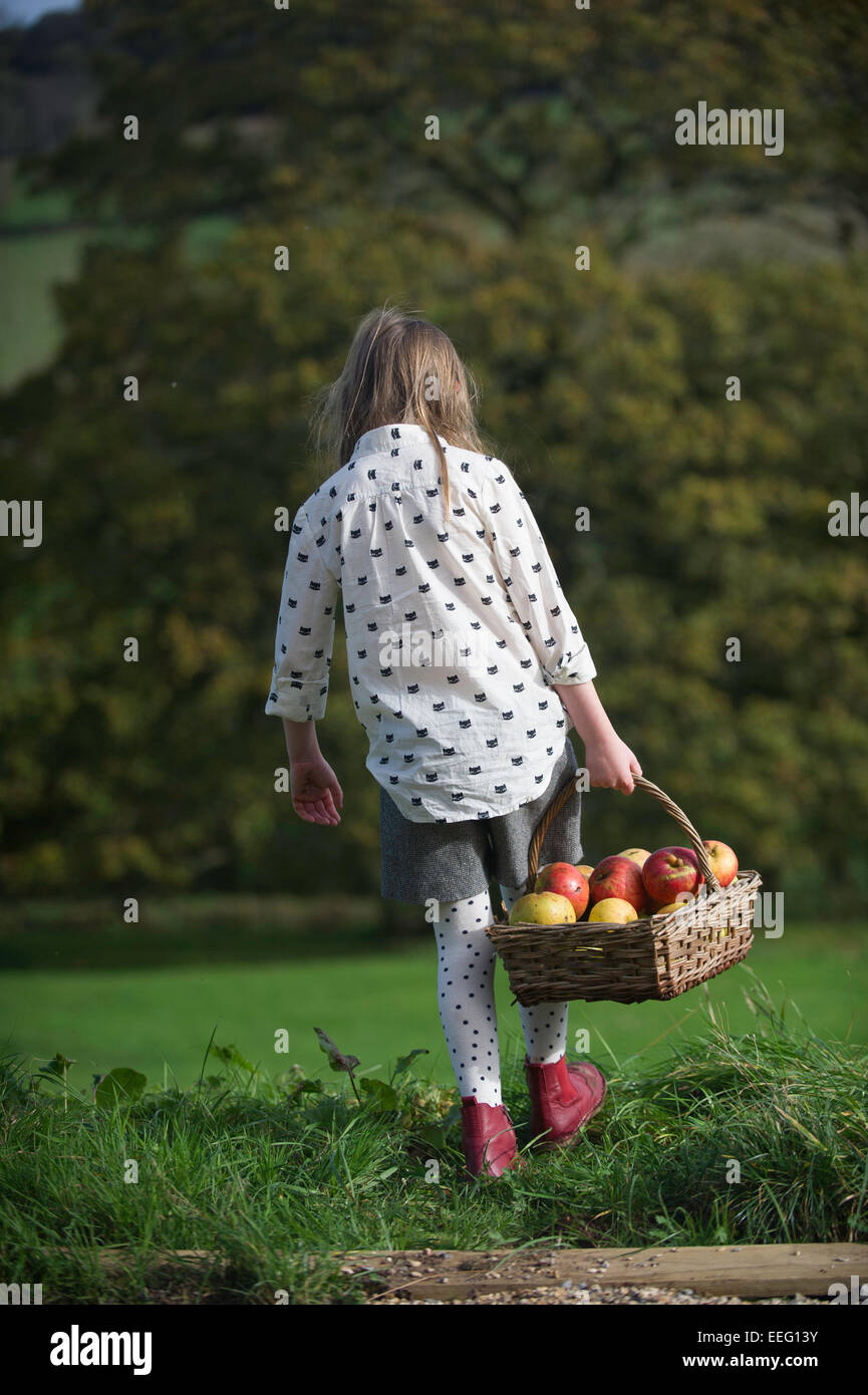 Une jeune fille la collecte des pommes sur une ferme. Banque D'Images