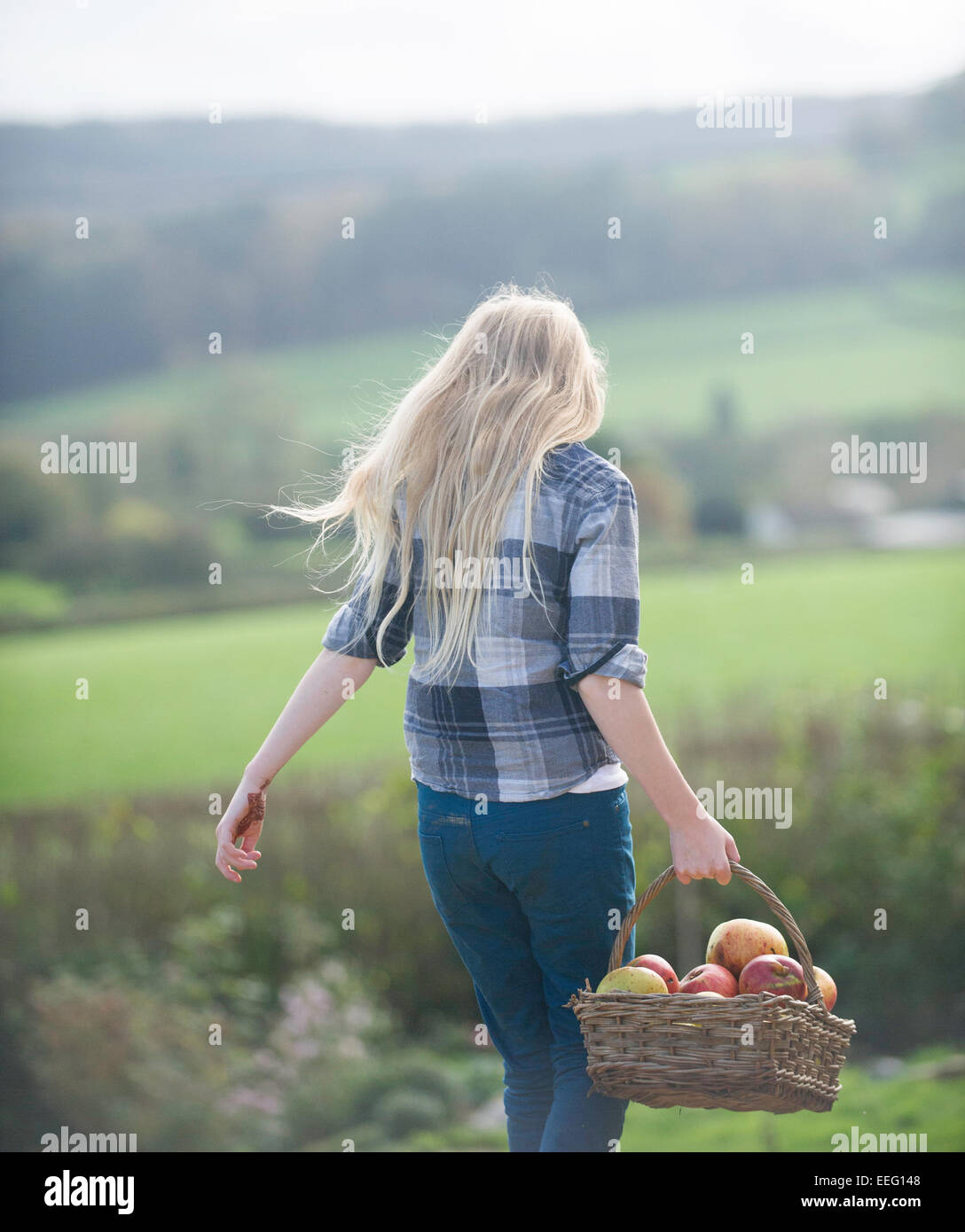 Une jeune fille la collecte des pommes sur une ferme. Banque D'Images