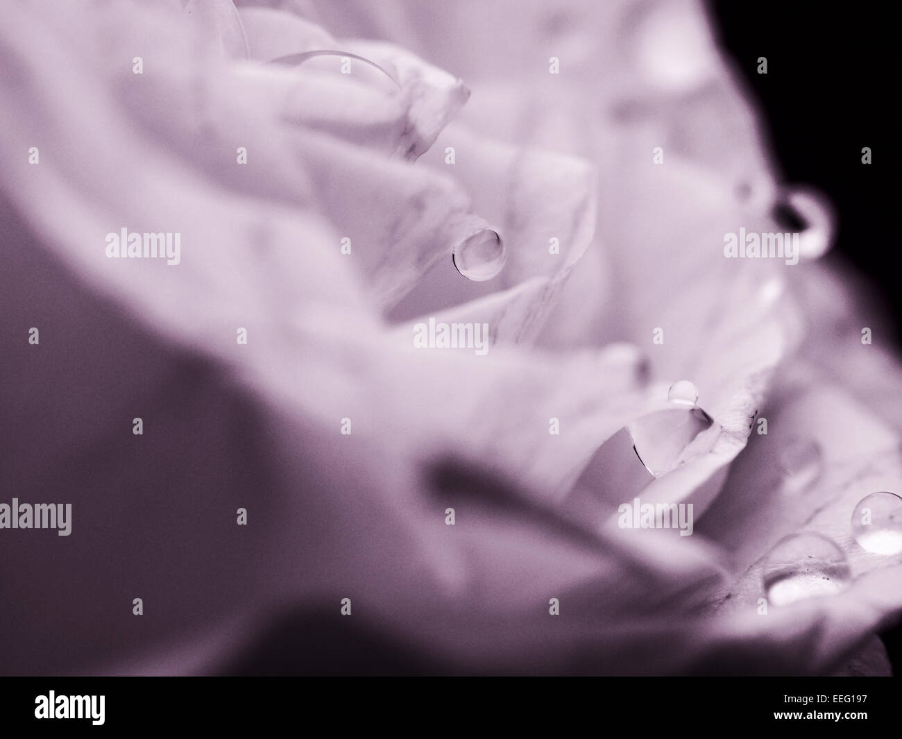Close-up de gouttelettes d'eau en cascade sur des pétales de rose. Tourné en noir et blanc avec un filtre violet Banque D'Images