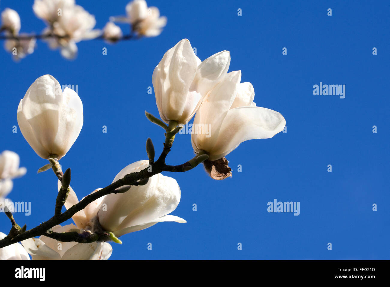 Magnolia 'legacy' Fleur contre un ciel bleu. Banque D'Images