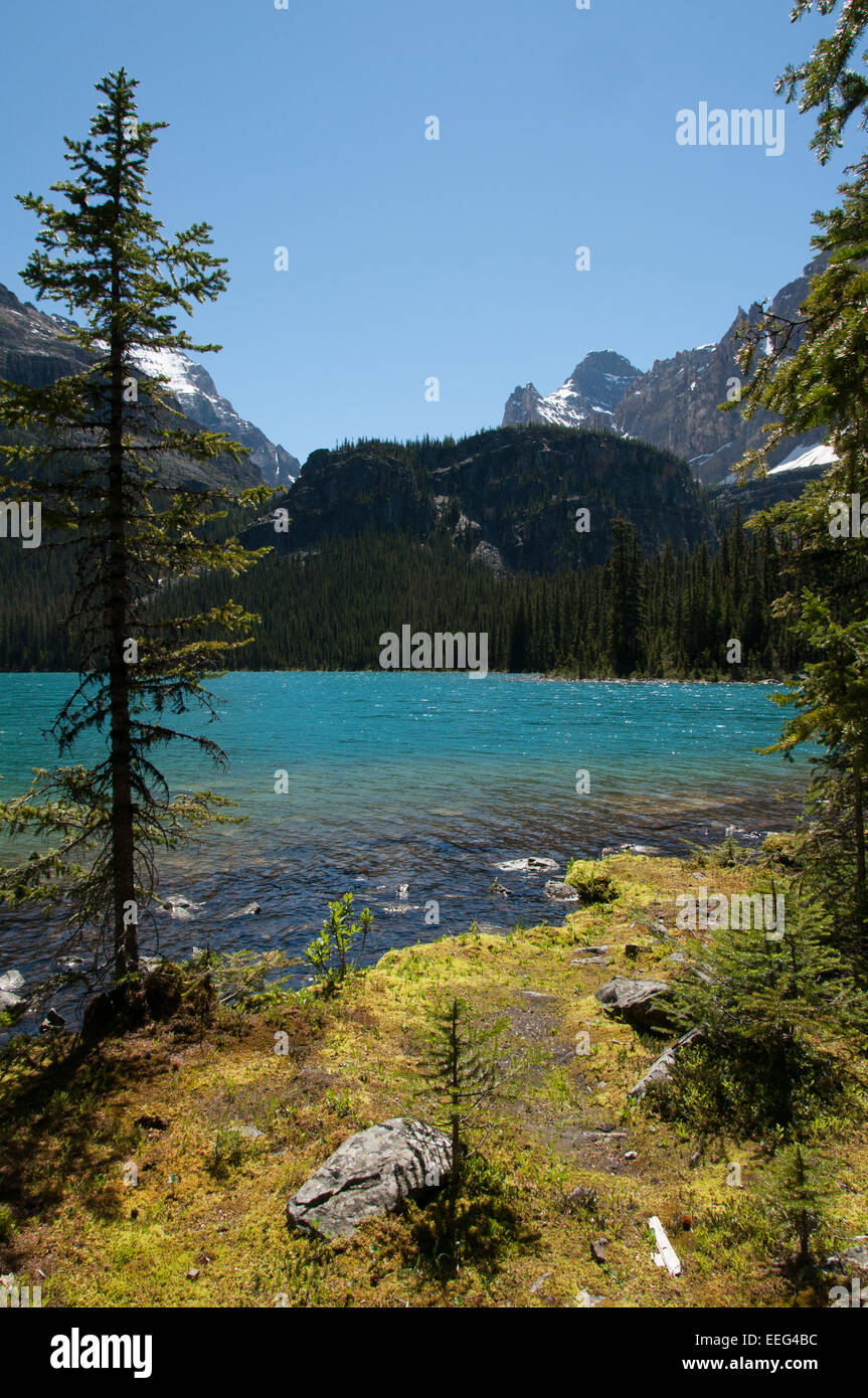 Le lac O'Hara, Yoho National Park, Canada - les jeunes arbres de pins au bord du lac Banque D'Images