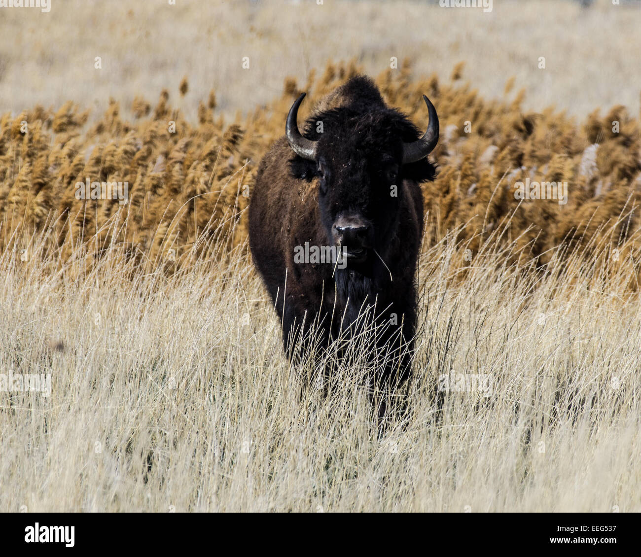 L'un des plus de 500 bêtes sur Antelope Island dans le Grand Lac Salé en Utah. Banque D'Images