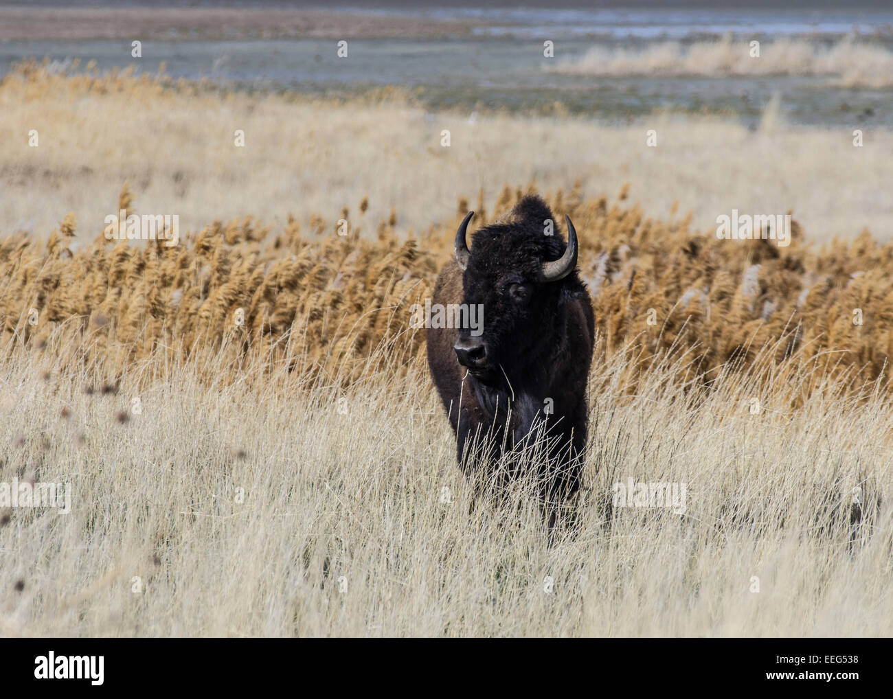 L'un des plus de 500 bêtes sur Antelope Island dans le Grand Lac Salé en Utah. Banque D'Images
