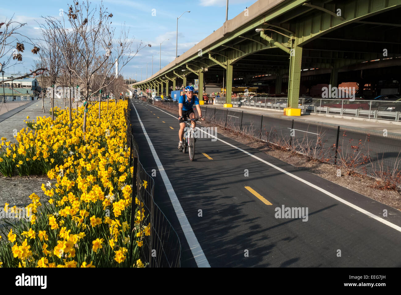 New York, NY - Homme de rouler à vélo sur la Voie verte au West Side West Harlem Piers Park. ©Stacy Walsh Rosenstock/Alamy Banque D'Images