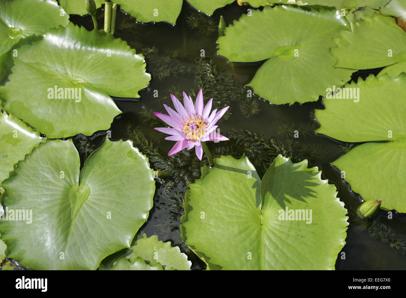 Nakthon Pathom Chedi Bangkok Seerosen Seerose Lotus Nymphaea alba Bluete Voir Végétation Teich Pflanzen Wasserpflanzen Teichpflan Banque D'Images