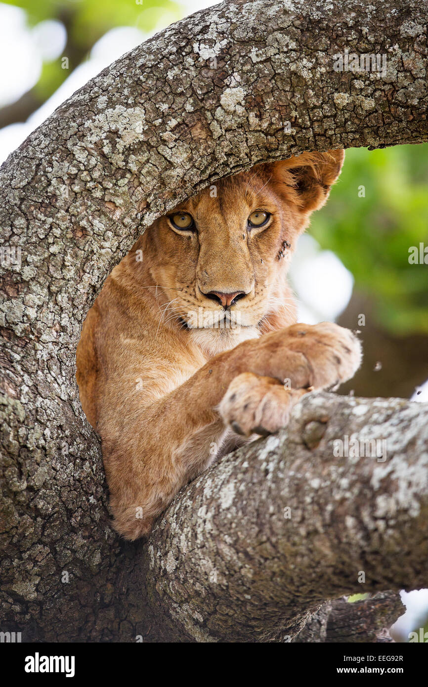 Belle lion repose dans tree Banque D'Images