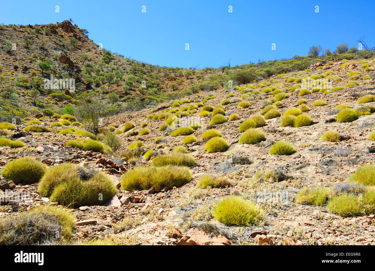 Spinifex, Arkaroola Resort And Wilderness Sanctuary, Flinders Ranges, Australie Méridionale Banque D'Images