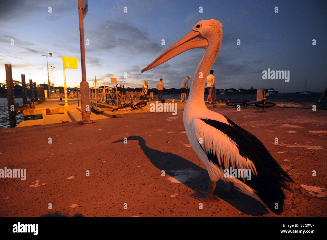 Australian pelican (Pelicanus conspicillatus) standing on jetty en soirée, Rottnest Island, Australie de l'Ouest. Pas de monsieur ou PR Banque D'Images