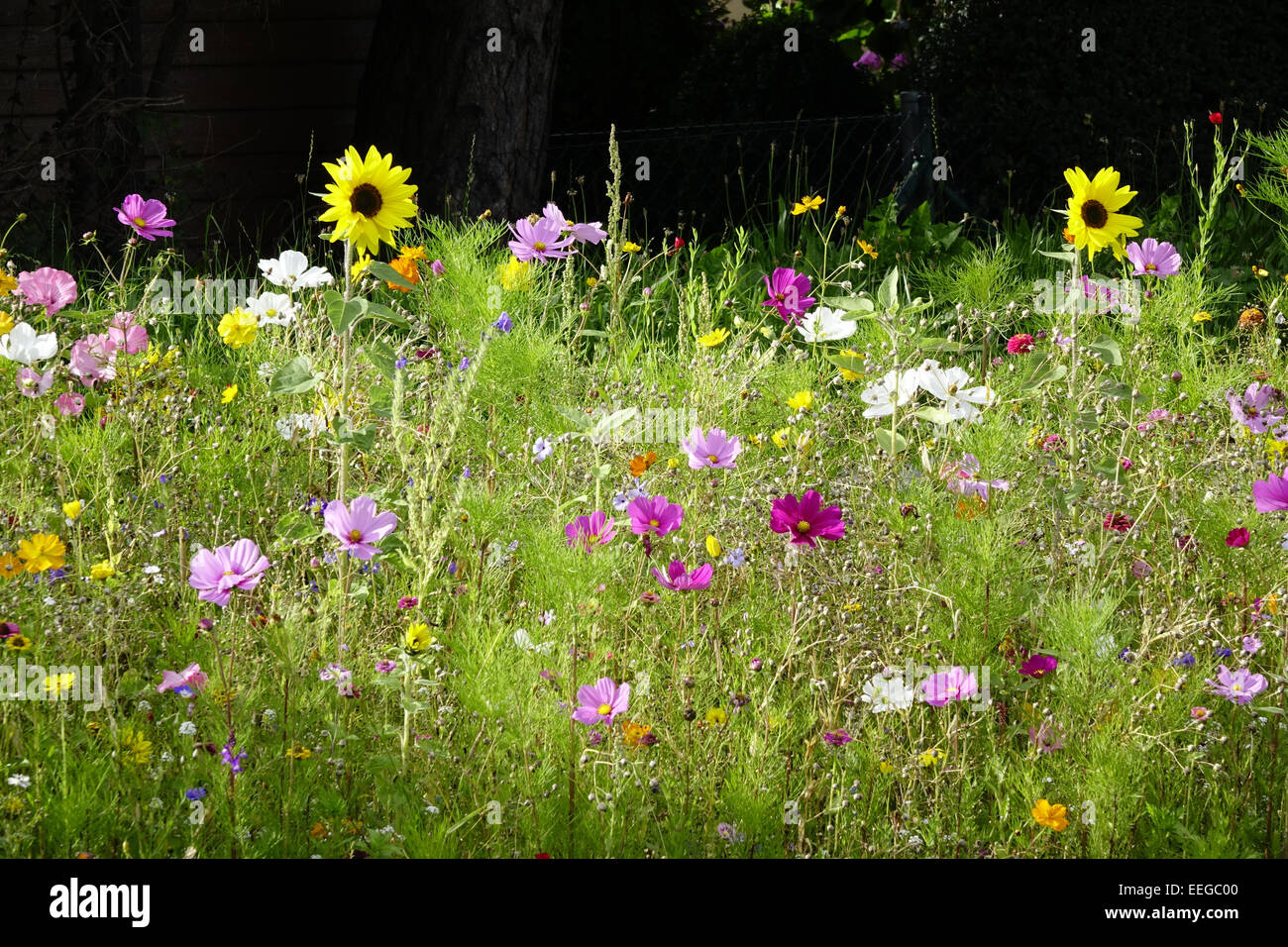 Bunte Blumenwiese im Sommer, pré des fleurs colorées en été, à l'extérieur, fleurs sauvages, fleurs sauvages, prairies, arbres et fleurs, l'écoulement Banque D'Images
