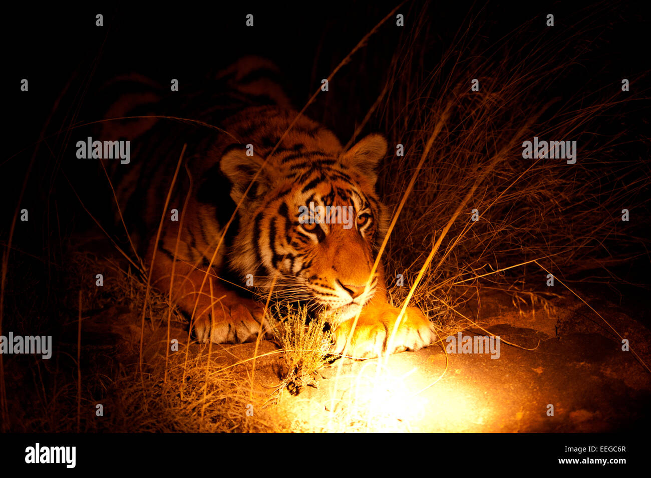 Jeune tigre du Bengale mâle capturé dans Spotlight Banque D'Images