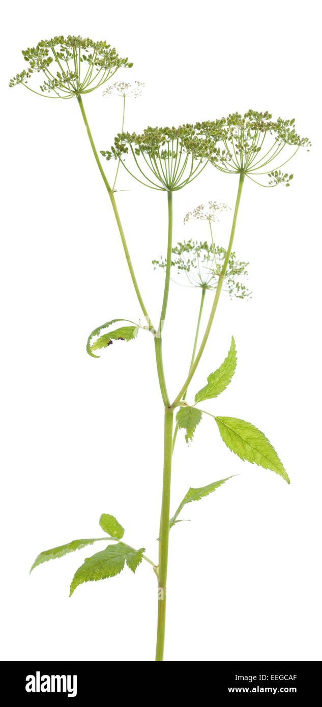 Plantes Comestibles (Aegopodium podagraria ) sur fond blanc Banque D'Images