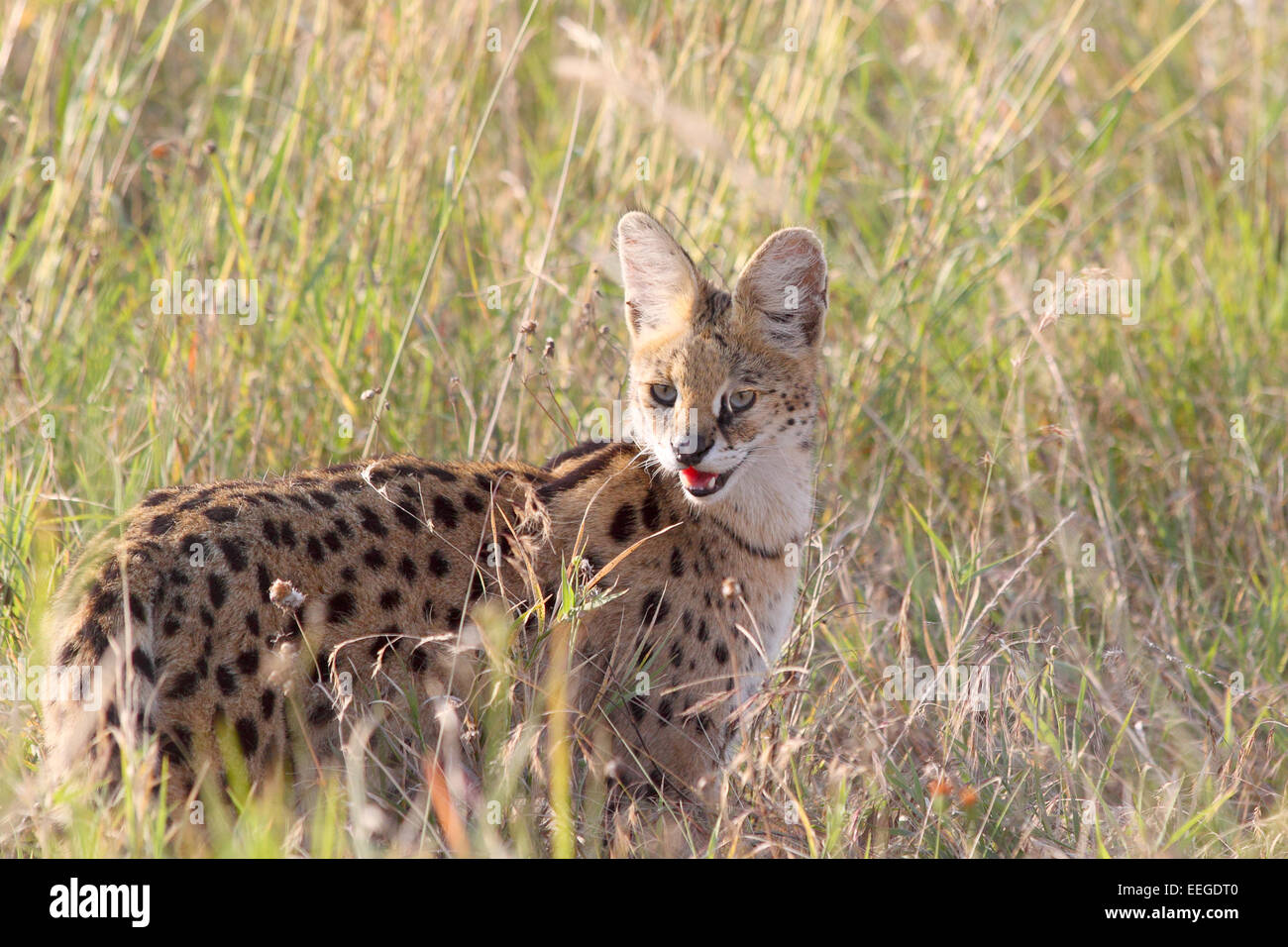 Un serval, Leptailurus serval, dans la savane du Parc National de Serengeti, Tanzanie. Ce moyennes chat sauvage d'Afrique est un elu Banque D'Images