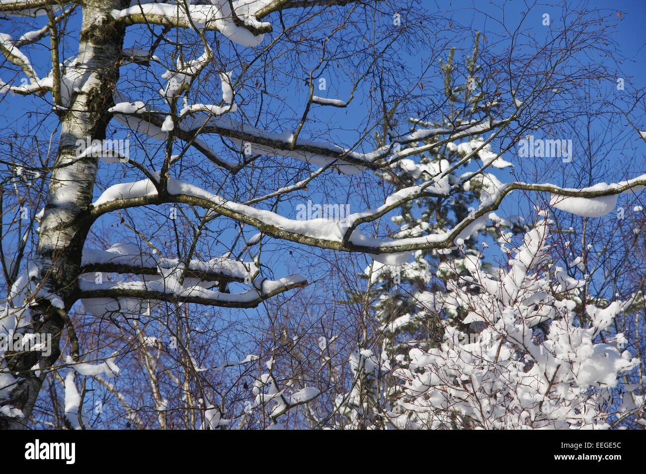 Arbre avec la neige et le ciel bleu Banque D'Images